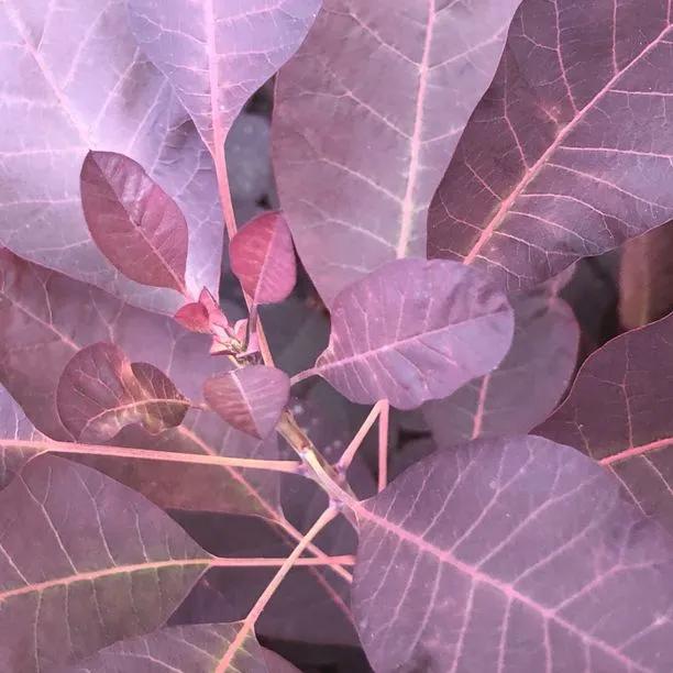 Purple Smoke Bush (Cotinus coggygria Purpureus) Img 5